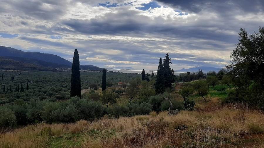 (Προς Πώληση) Αξιοποιήσιμη Γη Οικόπεδο || Ν. Φωκίδας/Τολοφώνα - 1.240 τ.μ, 35.000€ 