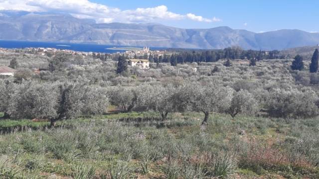 (Προς Πώληση) Αξιοποιήσιμη Γη Αγροτεμάχιο || Ν. Φωκίδας/Γαλαξίδι - 10.727 τ.μ, 100.000€ 