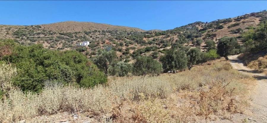 (Προς Πώληση) Αξιοποιήσιμη Γη Αγροτεμάχιο || Κυκλάδες/Άνδρος Χώρα - 12.000 τ.μ, 88.000€ 